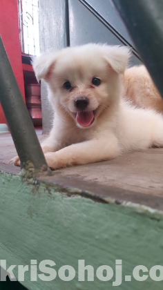 German spitz puppy dog